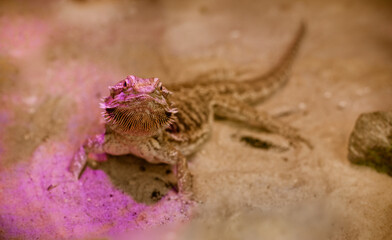 Brown chameleon on the sand 
