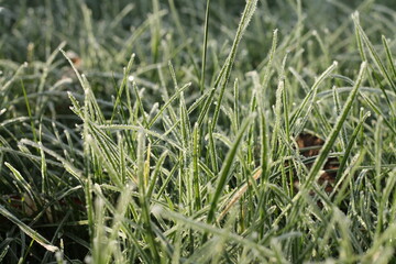Green straws of grass frosted in white snow in winter season
