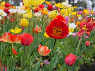 Obraz premium Comminwinwealth Park, Floride Flower Show, Canberra, Australia. - 9 October 2022 : Beautiful colorful flowers blooming in springtime.