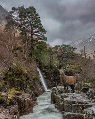 Composite image of red deer stag in Stunning Winter landscape image of River Etive and Skyfall...
