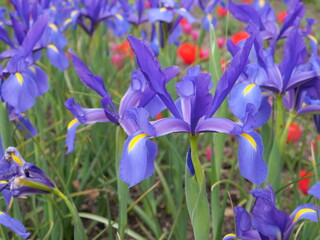 Comminwinwealth Park, Floride Flower Show, Canberra, Australia. - 9 October 2022 : Beautiful colorful flowers blooming in springtime.