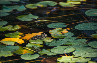 frog in the pond