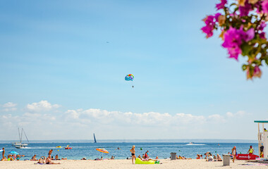 Purple flowers on Palmanova beach in Mallorca