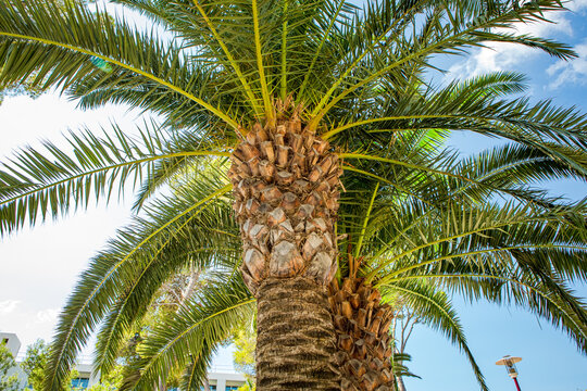 Palmtree at Mallorca