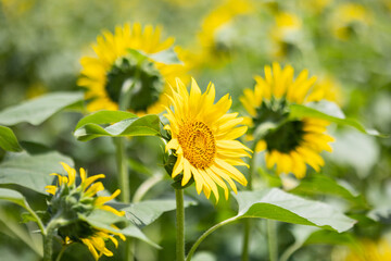 夏のひまわり畑