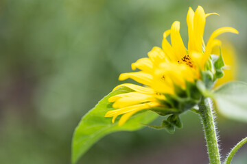 夏のひまわり畑