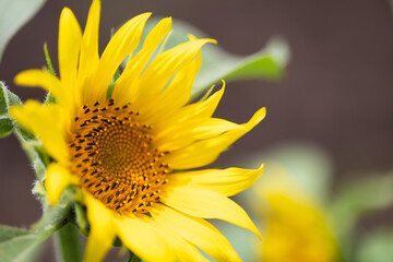 夏のひまわり畑