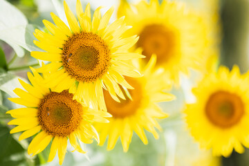 夏のひまわり畑