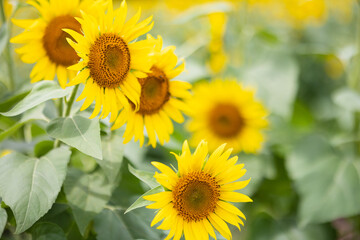 夏のひまわり畑