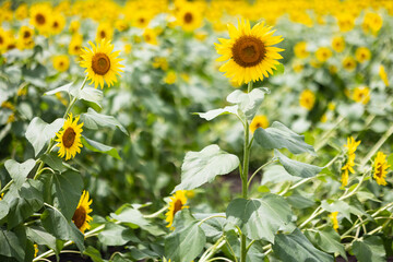夏のひまわり畑