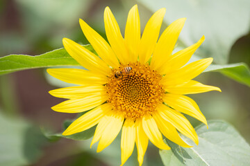 夏のひまわり畑とミツバチ