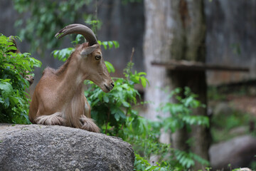 The barbary sheep is mammal and hill animal