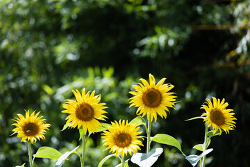夏のひまわり畑