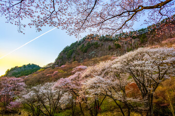 曾爾村の屛風岩と山桜