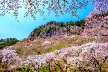 曾爾村の屛風岩と山桜