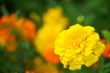 マリーゴールド