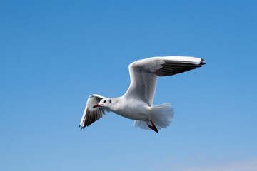 Gaviotas sobre el Bósforo, Estambul.