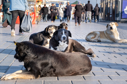 Perros callejeros en estambul