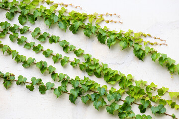 ツタのある白い壁