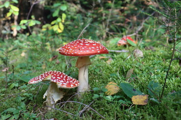 red grebe in the autumn forest on a sunny day