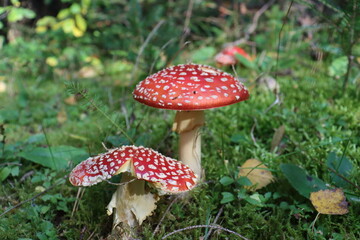 red grebe in the autumn forest on a sunny day