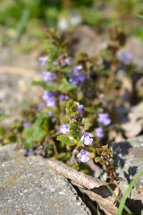 Ground-ivy
