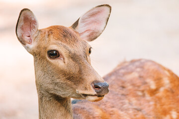 鹿のクローズアップ