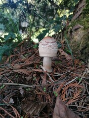 mushroom in the forest