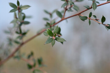 Tea Tree