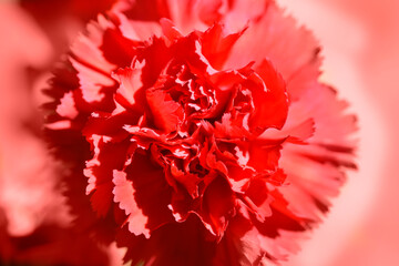 Carnation