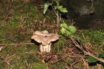 a real forest boletus in the autumn forest hid behind the grass on a sunny day