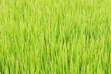 成長している稲