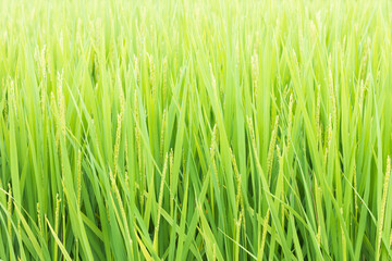 成長している稲