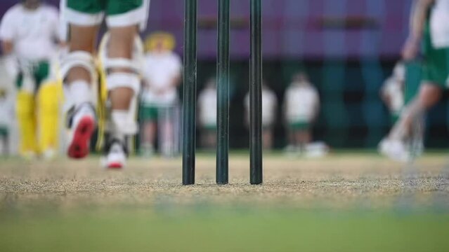 Cricket players have evening net practice sessions on a cricket ground in the United Arab Emirates