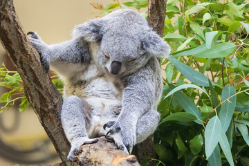 Naklejka premium 木の上にいるコアラ