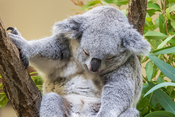 木の上にいるコアラ