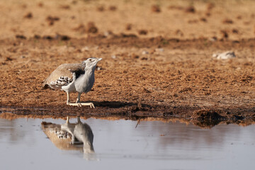 Kori Bustard (Ardeotis kori) drinking at a waterhole in Etosha National Park, Namibia. 