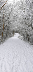 White snowy landscape with a beautiful path through a forest covered in snow in christmas season