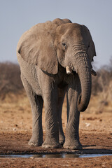 Large male African Elephant (Loxodonta africana) at a waterhole in Etosha National Park, Namibia
