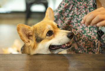 cute hungry welsh corgi dog staring at food from the owner