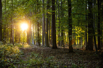 Schöner Sonne im Wald mit herbstlichem Licht