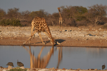 Fototapeta na wymiar Giraffe (Giraffa Camelopardalis) stoops to drink from a waterhole in Etosha National Park, Namibia