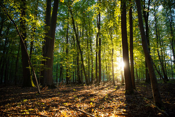 Im Wald mit Sonnenuntergang zum Herbstanfang