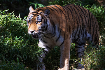 Fototapeta premium 木々の間のトラ