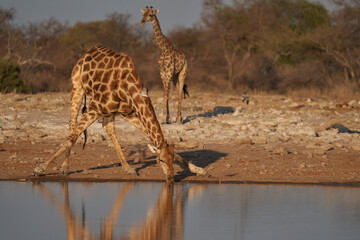 Giraffe (Giraffa Camelopardalis) stoops to drink from a waterhole in Etosha National Park, Namibia