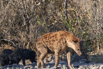 Family group of Spotted Hyaena (Crocuta crocuta) with young in the bushes of Etosha National Park, Namibia