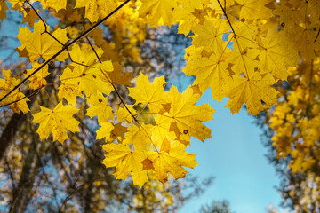 autumn maple leaves in the sky