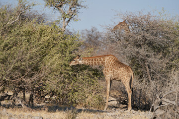 Giraffe (Giraffa Camelopardalis) browsing on a tree in Etosha National Park, Namibia