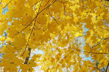yellow maple leaves