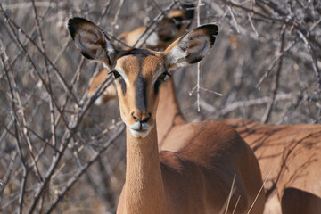 Black-faced Impala (Aepyceros melampus petersi) in Etosha National Park, Namibia 
